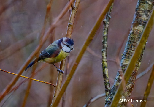 Blaumeise