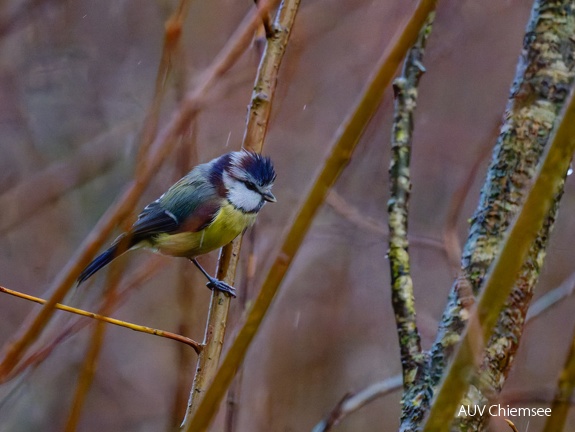 Blaumeise