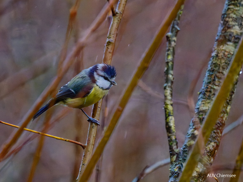 Blaumeise