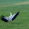 Weißstorch 