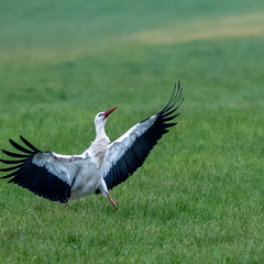 Weißstorch 