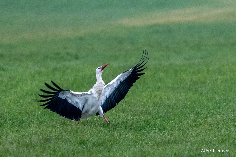 Weißstorch
Mit einem Klick! zur Fotogeschichte mit weiteren Bildern
Bernau am Chiemsee / 9. Dezember 2024 / Foto: Alwin Schneider
AktNatBeo-241209-sa-Weissstorch-Bernau am Chiemsee-DSC_3730.jpg
