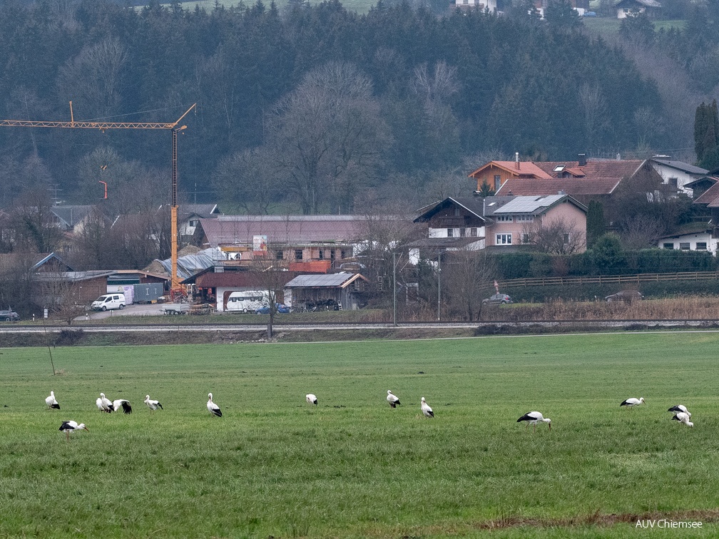 Weißstörche im Dezember