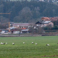 Weißstörche im Dezember