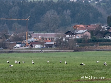 Weißstörche im Dezember