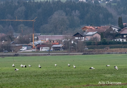 Weißstörche im Dezember