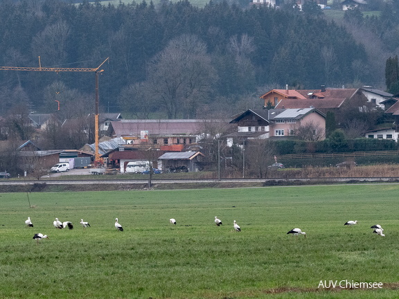 Weißstörche im Dezember