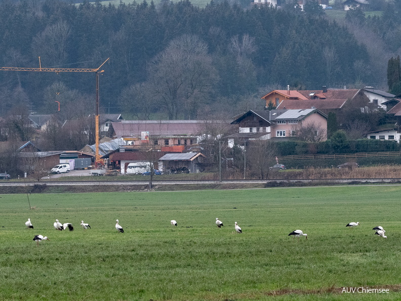Weißstörche im Dezember