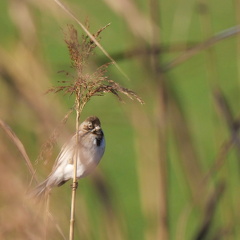 Rohrammer