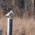 Steppenmöwe