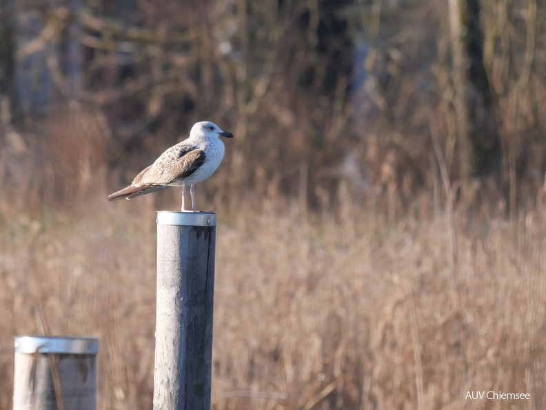 Steppenmöwe
Mit einem Klick! zur Fotogeschichte mit weiteren Bildern
Schafwaschener Bucht, Rimsting / 25.12.2024 / Foto: Johannes Almer
AktNatBeo-241225-ja-02-Steppenmoewe.jpg