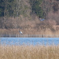 Kornweihe