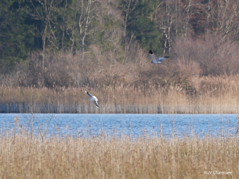 Kornweihe
Mit einem Klick! zur Fotogeschichte mit weiteren Bildern
Schafwaschener Bucht, Rimsting / 25.12.2024 / Foto: Johannes Almer
AktNatBeo-241225-ja-04-Kornweihe.jpg