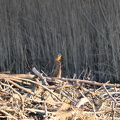 Eisvogel