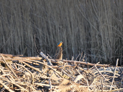 Eisvogel