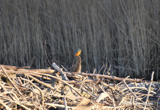 Eisvogel
