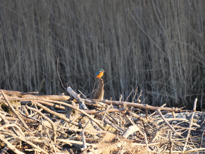 Eisvogel