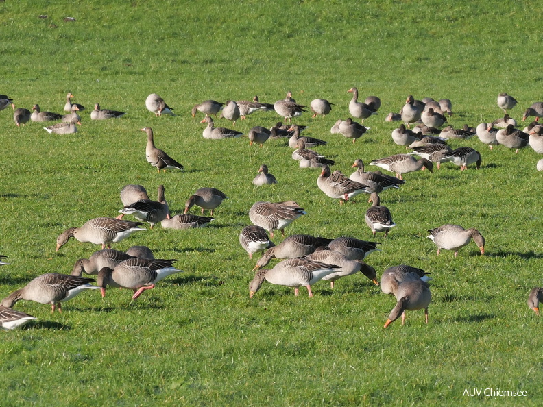 Graugänse
Mit einem Klick! zur Fotogeschichte mit weiteren Bildern
Schafwaschener Bucht, Rimsting / 25.12.2024 / Foto: Johannes Almer
AktNatBeo-241225-ja-12-Gaense.jpg