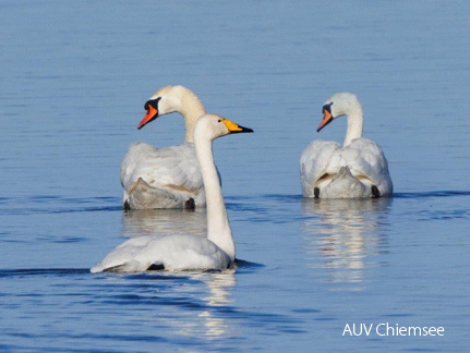 Singschwan und Höckerschwanpaar