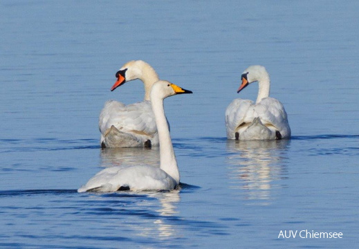 Singschwan und Höckerschwanpaar