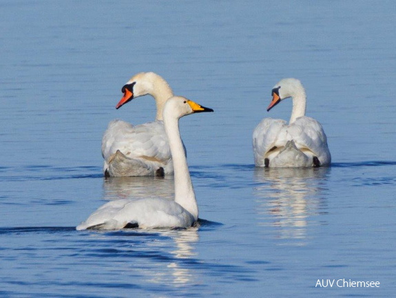 Singschwan und Höckerschwanpaar