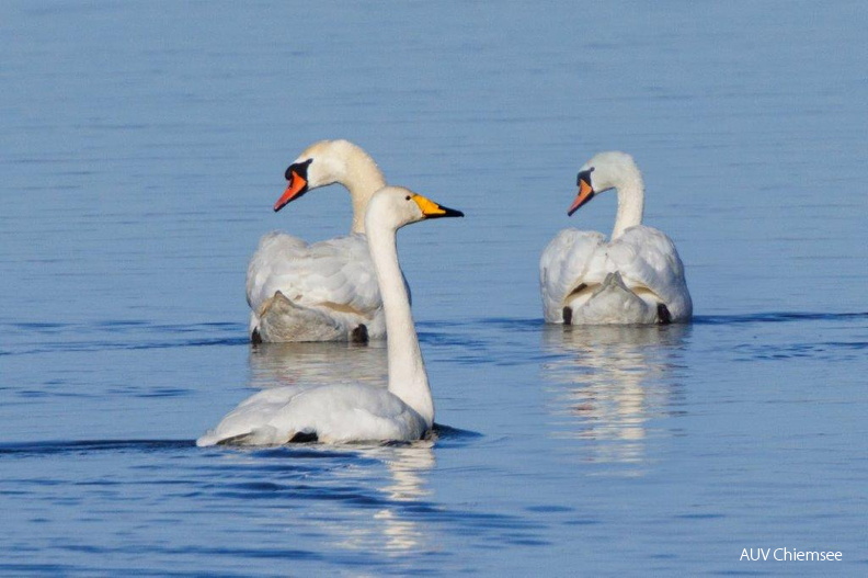 Singschwan und Höckerschwanpaar
Mit einem Klick! zur Fotogeschichte mit weiteren Bildern
Naturbeobachtungsturm Hirschauer Bucht / 1. Januar 2025 / Foto: Andreas Hartl
AktNatBeo-250101-ah-13-Singschwan und Hoeckerschwanpaar HB.jpg