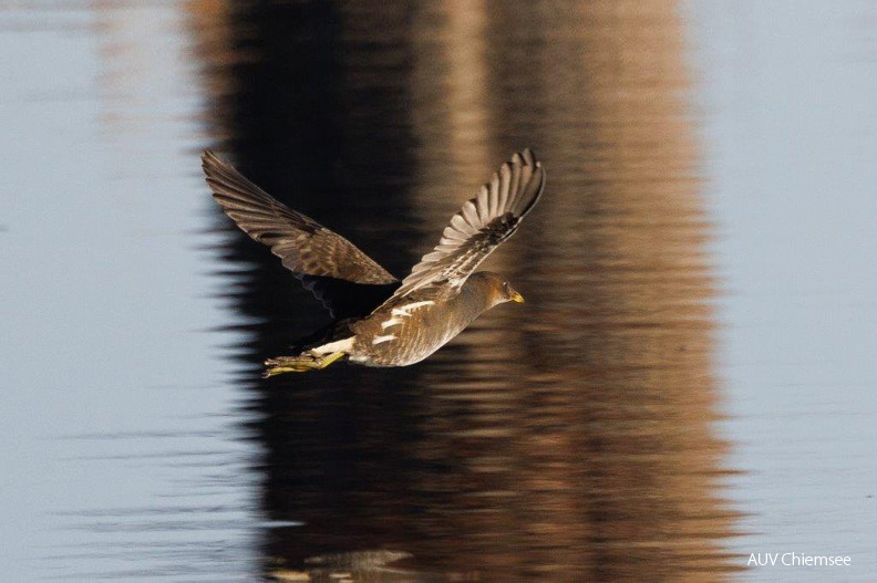 Teichhuhn
Mit einem Klick! zur Fotogeschichte mit weiteren Bildern
An der Prienmündung/ 1. Januar 2025 / Foto: Andreas Hartl
AktNatBeo-250101-ah-07-Teichhuhn,Prienmuendung-1024.jpg