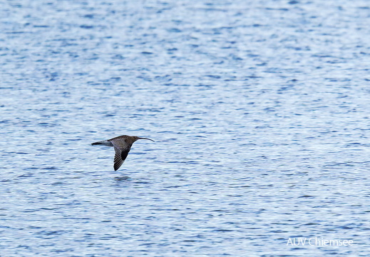 Brachvogel