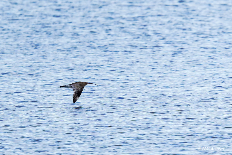 Brachvogel
Mit einem Klick! zur Fotogeschichte mit weiteren Bildern
Beobachtungsturm Hirschauer Bucht / 3.01.2025 / Foto: Thomas Alberer
AktNatBeo-250103-ta-02-HB-Brachvogel.jpg