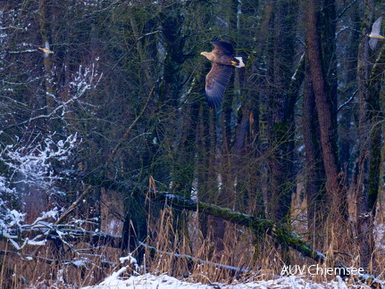 Ente - Seeadler - Wanderfalke