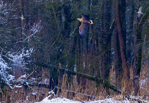 Ente - Seeadler - Wanderfalke