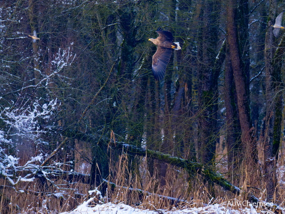 Ente - Seeadler - Wanderfalke