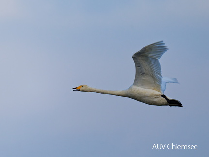 Singschwan