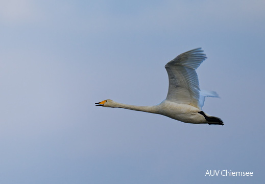 Singschwan