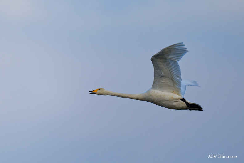 AktNatBeo-250103-ta-10-HB-Singschwan.jpg