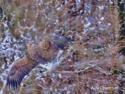 Seeadler - Wanderfalke