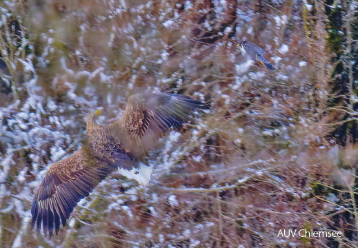 Seeadler - Wanderfalke