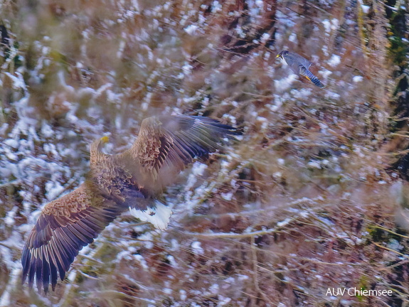 Seeadler - Wanderfalke