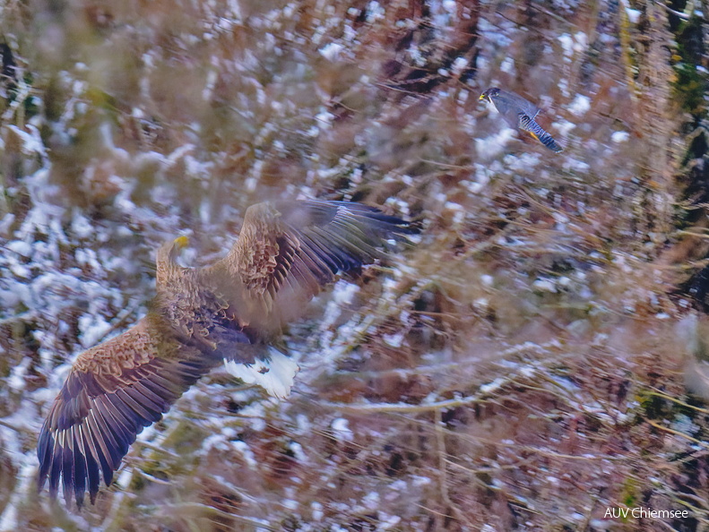 Seeadler - Wanderfalke