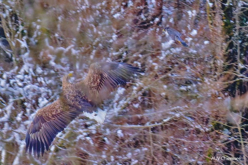 Seeadler - Wanderfalke
Mit einem Klick! zur Fotogeschichte mit weiteren Bildern
Beobachtungsturm Hirschauer Bucht / 3.01.2025 / Foto: Thomas Alberer
AktNatBeo-250103-ta-15-HB-Seeadler-Wanderfalke-bearb.jpg