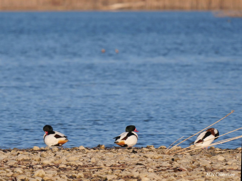 Brandgänse
Mit einem Klick! zur Fotogeschichte mit weiteren Bildern
Schafwaschener Bucht, Rimsting / 8. Fabruar 2025 / Foto: Johannes Almer
AktNatBeo-250208-ja-04 Brandgaense.jpg