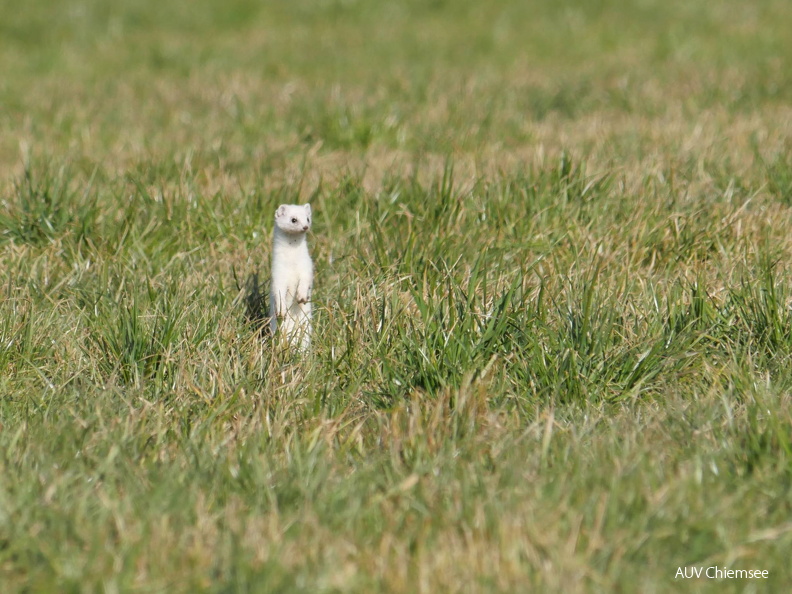 Hermelin
Mit einem Klick! zur Fotogeschichte mit weiteren Bildern
Schafwaschener Bucht, Rimsting / 8. Fabruar 2025 / Foto: Johannes Almer
AktNatBeo-250208-ja-01 Hermelin.jpg
