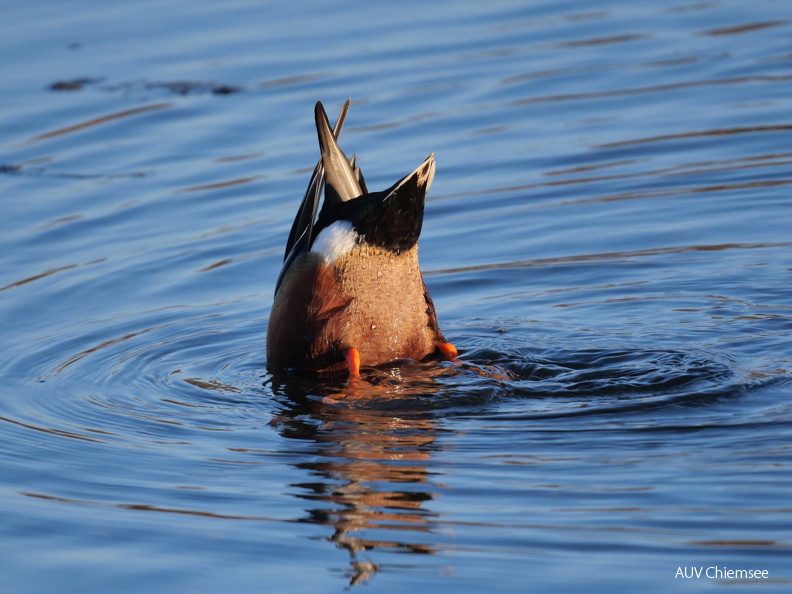 Löffelente, gründelnd
Mit einem Klick! zur Fotogeschichte mit weiteren Bildern
Schafwaschener Bucht, Rimsting / 8. Fabruar 2025 / Foto: Johannes Almer
AktNatBeo-250208-ja-06 Loeffelente.jpg