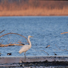 Silberreiher