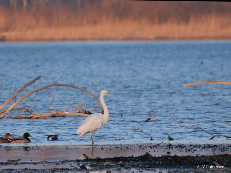 Silberreiher
Mit einem Klick! zur Fotogeschichte mit weiteren Bildern
Schafwaschener Bucht, Rimsting / 8. Fabruar 2025 / Foto: Johannes Almer
AktNatBeo-250208-ja-03 Silberreiher.jpg