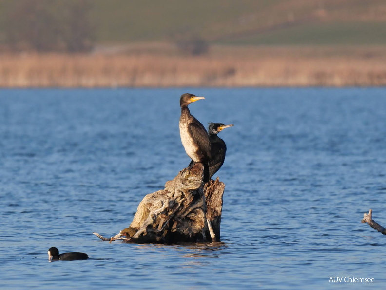 Kormorane
Mit einem Klick! zur Fotogeschichte mit weiteren Bildern
Schafwaschener Bucht, Rimsting / 8. Fabruar 2025 / Foto: Johannes Almer
AktNatBeo-250208-ja-08 Kormoran.jpg
