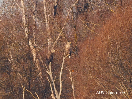 Seeadler- eventuell ein Paar