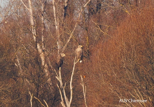 Seeadler- eventuell ein Paar