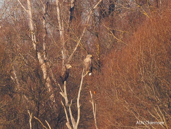 Seeadler- eventuell ein Paar