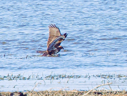 Mäusebussard auf toter Stockente